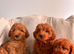 Last 3 red cavpoos