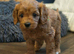 Gorgeous male and female Cavapoo puppies