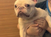 Beautiful female French bulldog