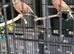 2 hen rosa bourkes