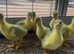 Embden goslings for sale