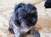 Quality true Toy Asian teddy bear brown ,tanned Maltipoo Puppies Just arrived