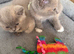 Ragdoll &British shorthair