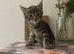 2 Beautiful Kittens Left