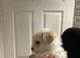 Maltese X puppies