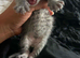 Mainecoon silver /greys