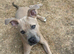 Staff x puppy
