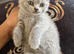 Beautiful British Blue Kittens