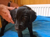 Flatcoat x golden retriever pups