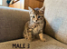 Long Haired Kittens Ready Now (READ DESCRIPTION)