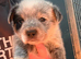 Australian Cattle Dog Puppies