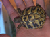 2026 herman hatchling (eastern)