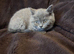 Health tested BSH kittens