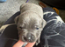 Lovely litter