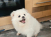 Rehoming my two beautiful Pomeranians girls