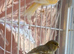 Canaries