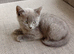 British shorthair X