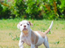 Olde English bulldog puppies !!