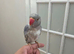 Recessive pied ringneck