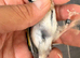 2025 goldfinch hen