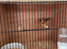 Weaver Finch
