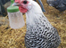 Silver Campine fertile eggs