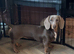 Mini Dachshund for sale