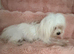 Korean Maltese terrier smallest of the smallest