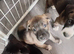 10 pups left out of a litter of 11
