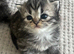 Beautiful Purebred Persian Kittens boy