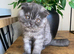 Scottish fold male and female