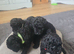 Beautiful pedigree male toy poodles
