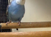 Baby Budgies 12-16 Wks Old