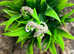 Viper Geckos at Birmingham Reptiles
