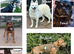 Rescue dogs searching for their furever homes