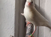 Various birds for sale