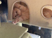 British short hair kittens