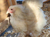 Large Fowl Brahma hen chicken hatched June 2025