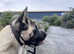 American akita for stud