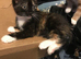 For gorgeous Kittens looking for new homes