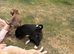 Lurcher pups
