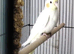 Male Cockatiel