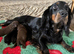 Ready Now Tri Coloured Cocker Spaniels