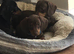 Girl Power - beautiful female miniature smooth haired dachshunds
