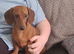 Minuture dachund male