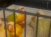 Hand tame hand reared moon cheek and sun cheek conures