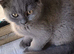 BRITISH SHORT-HAIR KITTENS BOYS & GIRLS AVAILABLE GCCF REGISTERED