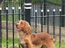 Cocker spaniel kc