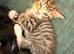 Beautiful tabby