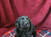 Labrador Retriever Puppies